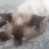 (Category: ) located in . Submitted by petlover10 (Listing ID 1379045040, Image 1). Description: .