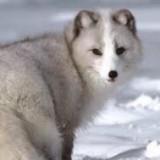 （分類：）位於 。 由 silverfox313 提交（商品編號 223360677，圖片 1）。簡介： 。