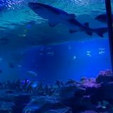 (Category: ) located in . Submitted by userran (Listing ID 1312918361, Image 1). Description: .