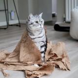 （分類：）位於 。 由 cheungsuen2003 提交（商品編號 1360833652，圖片 1）。簡介： 。