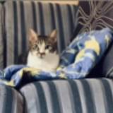 (Category: ) located in . Submitted by nurnazreen36166 (Listing ID 1266597212, Image 1). Description: .