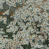 (Kategori: ) berada di . Dikirim oleh Babybreath_ (ID iklan 1271089060, Gambar 1). Deskripsi: .
