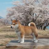 由 chen428 (刊登 ID 1335366576，圖片 1) 提交，位於 的 (類別：)，說明：。