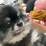 由 ghsmile6666 (刊登 ID 1372559471，圖片 1) 提交，位於 的 (類別：)，說明：。