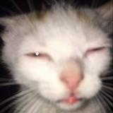 (Category: ) located in . Submitted by chargrilled (Listing ID 1339564613, Image 1). Description: .