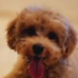 (Category: ) located in . Submitted by my.bag (Listing ID 1382556009, Image 1). Description: .