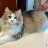 (Kategori: ) berada di . Dikirim oleh vahiraabahweres24 (ID iklan 1267532314, Gambar 1). Deskripsi: .
