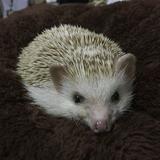 (分類:)位於 。 由 kkhedgehog 提交(商品編號 1445708826,圖片 1)。簡介: 。