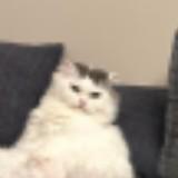 (Category: ) located in . Submitted by mapin98 (Listing ID 1380731989, Image 1). Description: .