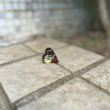 （分類：）位於 。 由 zurie.b.b. 提交（商品編號 1301885077，圖片 1）。簡介： 。