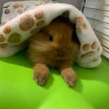 (Category: ) located in . Submitted by bunbunthebunny (Listing ID 1345336975, Image 1). Description: .