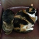 (Category: ) located in . Submitted by belangbella (Listing ID 1443522045, Image 1). Description: .