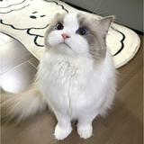 由 rubb9552 (刊登 ID 1380462986，圖片 1) 提交，位於 的 (類別：)，說明：。