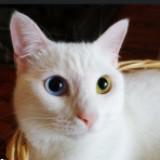 (Category: ) located in . Submitted by meow_meowing123 (Listing ID 1378924378, Image 1). Description: .