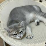 (分類:)位於 。 由 fashionstylist_ 提交(商品編號 1452133139,圖片 1)。簡介: 。