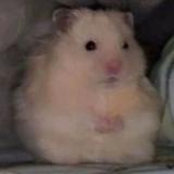 (Category: ) located in . Submitted by hamsterham (Listing ID 1369026752, Image 1). Description: .