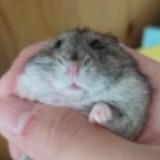 （分類：）位於 。 由 alexvammay27198 提交（商品編號 1374076963，圖片 1）。簡介： 。