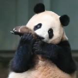 由 chouuuuuuu_ (刊登 ID 1384359904，圖片 1) 提交，位於 的 (類別：)，說明：。