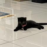 (Category: ) located in . Submitted by pawzybuzy (Listing ID 1369112965, Image 1). Description: .