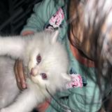 (Category: ) located in . Submitted by nurulfaaa98 (Listing ID 1469681246, Image 1). Description: .