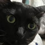 (Category: ) located in . Submitted by roux_ (Listing ID 1319482693, Image 1). Description: .
