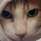 (Category: ) located in . Submitted by tarodumplings (Listing ID 1364686208, Image 1). Description: .