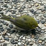 （分類：）位於 。 由 wilsonkwongkks 提交（商品編號 1351050284，圖片 1）。簡介： 。