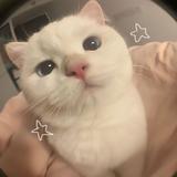 (Category: ) located in . Submitted by ejgagalang (Listing ID 1466032741, Image 1). Description: .