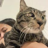 (Category: ) located in . Submitted by farahsabrina (Listing ID 1386402546, Image 1). Description: .