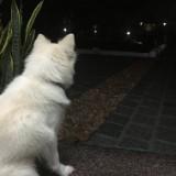 (Category: ) located in . Submitted by amskleh (Listing ID 1375441515, Image 1). Description: .