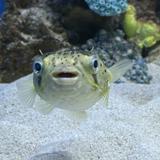 由 aston1021010691 (刊登 ID 1386046541，圖片 1) 提交，位於 的 (類別：)，說明：。