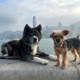 （分類：）位於 。 由 daisy.yy 提交（商品編號 1306880500，圖片 1）。簡介： 。