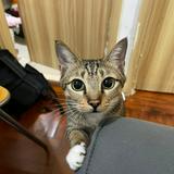 （分類：）位於 。 由 lamxxxxxx 提交（商品編號 1321292165，圖片 1）。簡介： 。