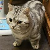 由 lily_levine. (刊登 ID 1378464058，圖片 1) 提交，位於 的 (類別：)，說明：。