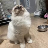 由 soul831122 (刊登 ID 1381473729，圖片 1) 提交，位於 的 (類別：)，說明：。