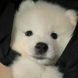 (Category: ) located in . Submitted by ksjcheng (Listing ID 1380364817, Image 1). Description: .