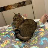 由 liuliuliu66 (刊登 ID 1234344397，圖片 1) 提交，位於 的 (類別：)，說明：。