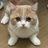 (分類:)位於 。 由 leeyouy 提交(商品編號 1462269936,圖片 1)。簡介: 。