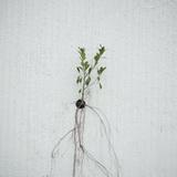 （分類：）位於 。 由 flz_888 提交（商品編號 1384543340，圖片 1）。簡介： 。