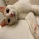 （分類：）位於 。 由 hhkk_choi99 提交（商品編號 1360362552，圖片 1）。簡介： 。