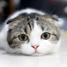 由 frgins (刊登 ID 1386050652，圖片 1) 提交，位於 的 (類別：)，說明：。