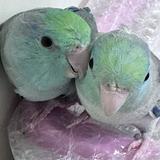 (分類:)位於 。 由 st.shop.1014 提交(商品編號 1455227554,圖片 1)。簡介: 。