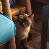 (Category: ) located in . Submitted by 223223am (Listing ID 1443876015, Image 1). Description: .