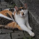 由 Fannie.shop (刊登 ID 1383046152，圖片 1) 提交，位於 的 (類別：)，說明：。