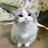 （分類：）位於 。 由 hesyer 提交（商品編號 1383229367，圖片 1）。簡介： 。