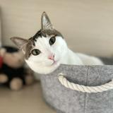 （分類：）位於 。 由 mooncat26 提交（商品編號 1384312358，圖片 1）。簡介： 。