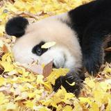 由 88ism (刊登 ID 1376582972，圖片 1) 提交，位於 的 (類別：)，說明：。