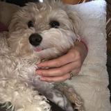 (Category: ) located in . Submitted by maltipoobabiesmeow (Listing ID 1364878521, Image 1). Description: .