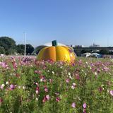 由 emimiffy (刊登 ID 1385933733，圖片 1) 提交，位於 的 (類別：)，說明：。