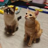 (Category: ) located in . Submitted by hanzer.yip (Listing ID 1383912188, Image 1). Description: .